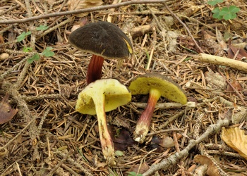 Gemeiner Rotfußröhrling (Xerocomellus chrysenteron) - © Michaela und Gernot Friebes
